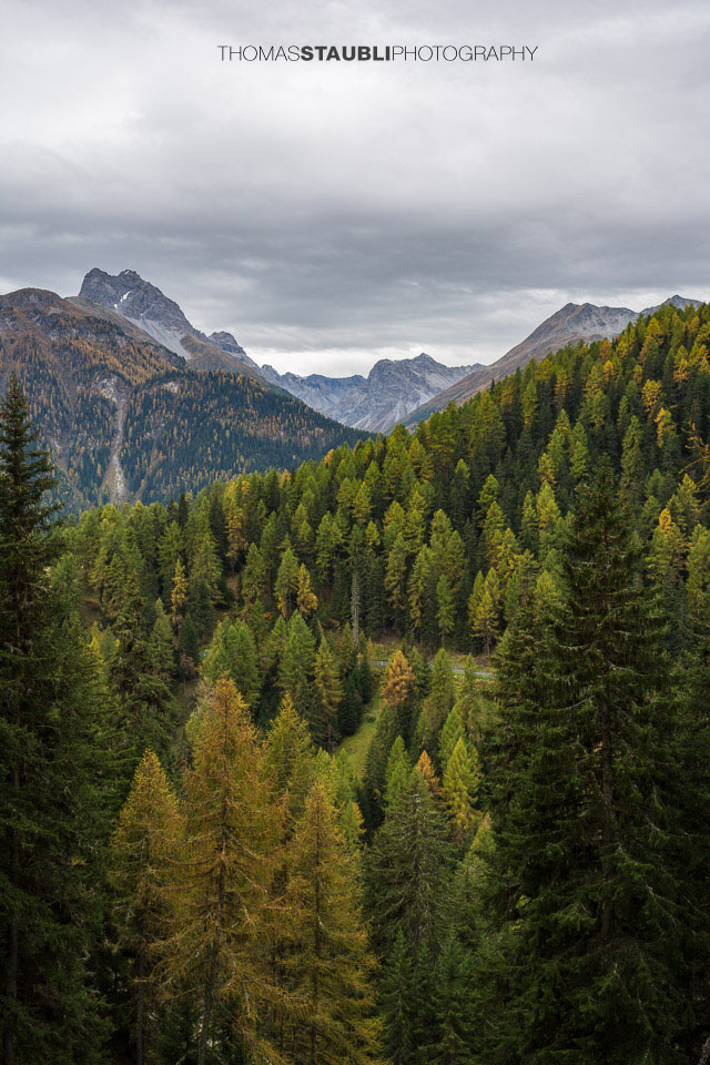 Lärchenwald im Unterengadin