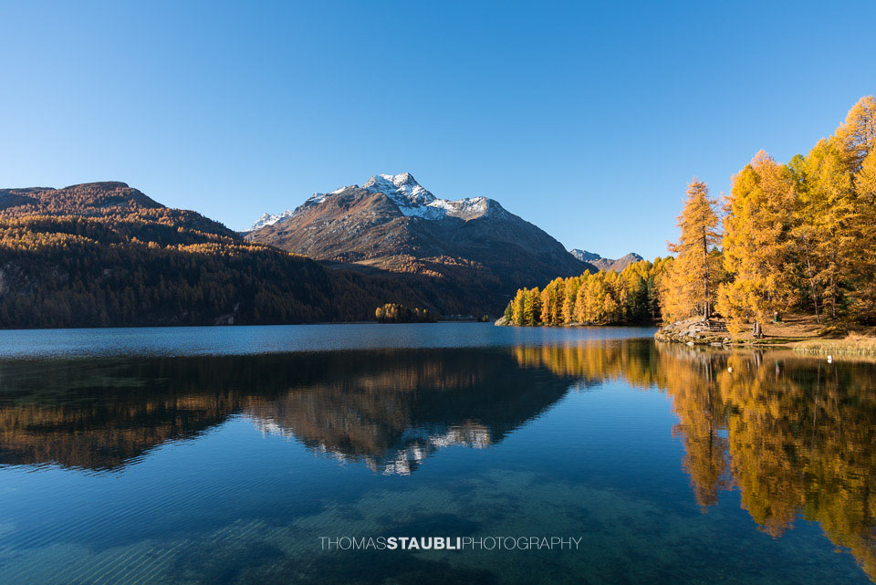 Goldgelbe Lärchen am Silsersee im Oberengadin
