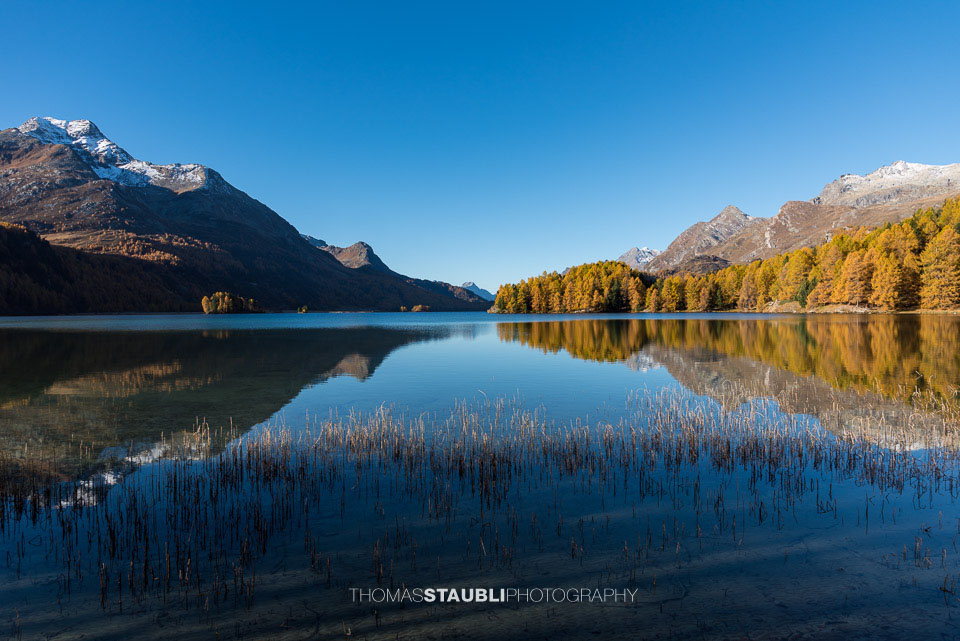 Goldgelbe Lärchen am Silsersee im Oberengadin