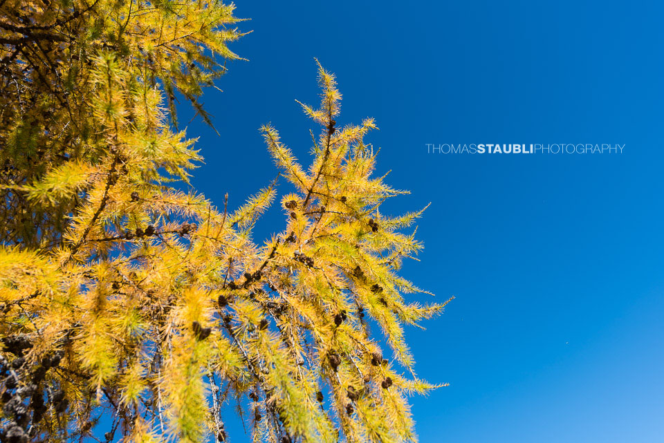 Goldgelbe Lärchenzweige im Kontrast zum tiefblauen Himmel
