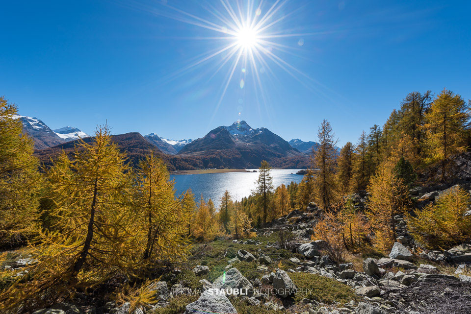 Goldgelbe Lärchen im Oberengadin