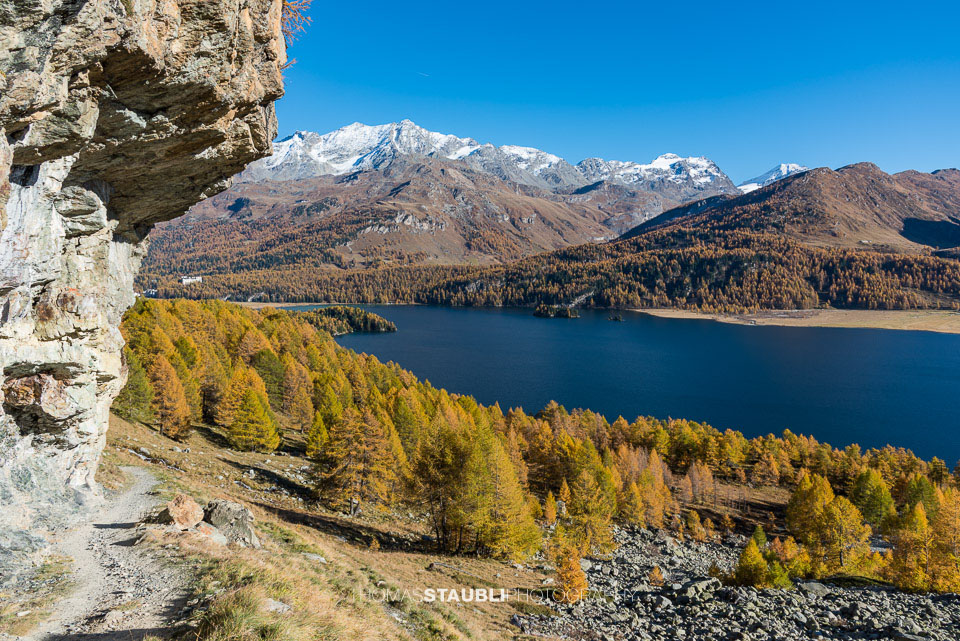 Goldgelbe Lärchen im Oberengadin