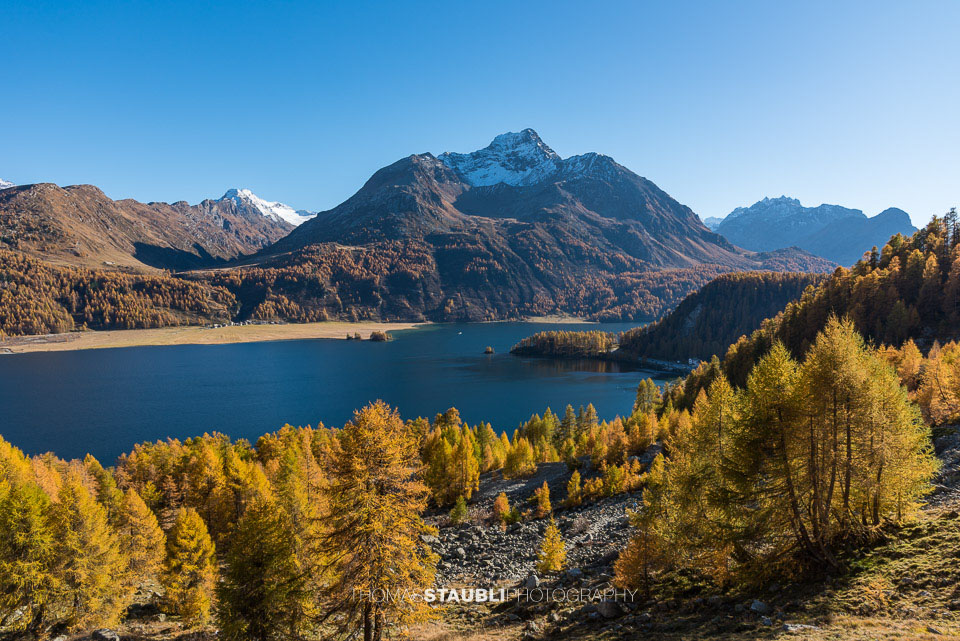 Goldgelbe Lärchen im Oberengadin