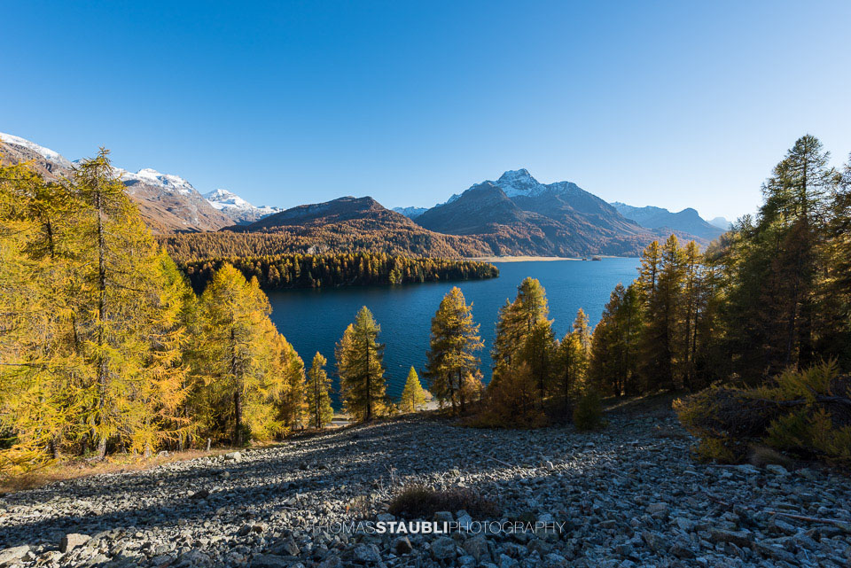 Goldgelbe Lärchen im Oberengadin