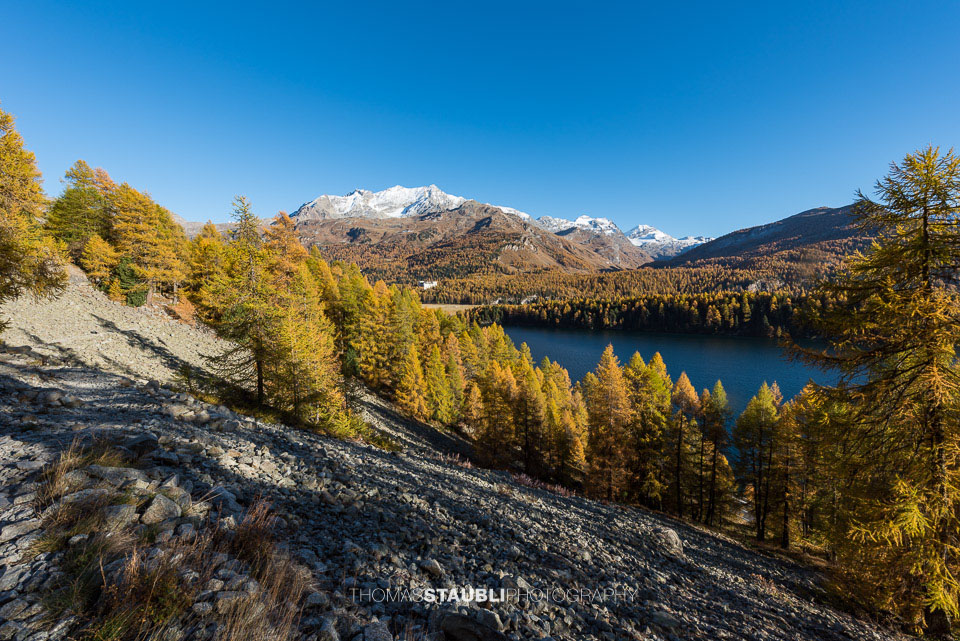 Goldgelbe Lärchen im Oberengadin