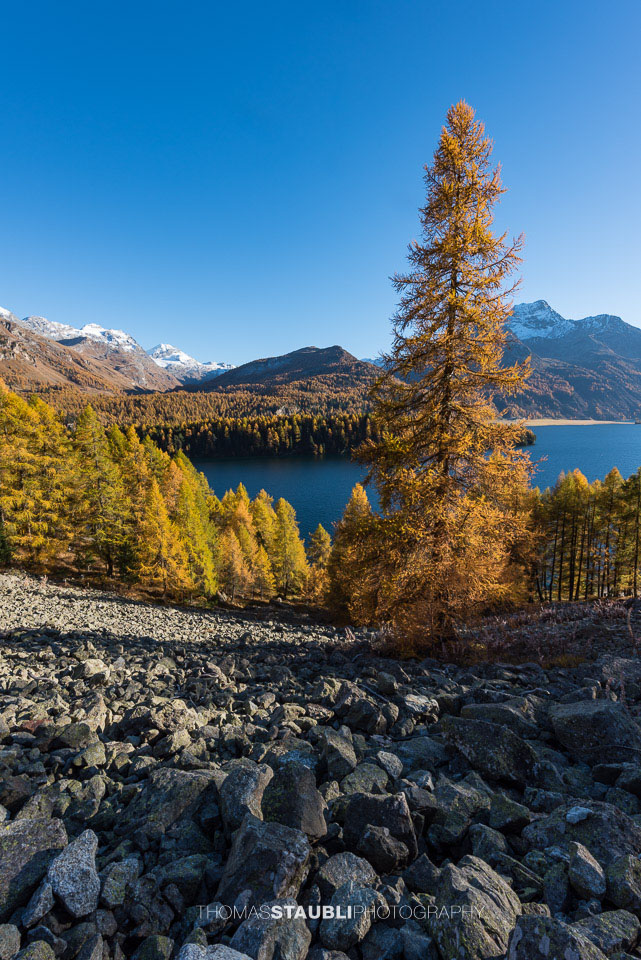 Goldgelbe Lärchen im Oberengadin