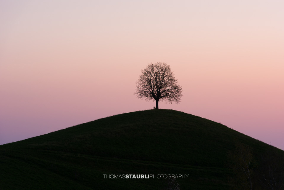 Linde als Sihlouette auf Hügel