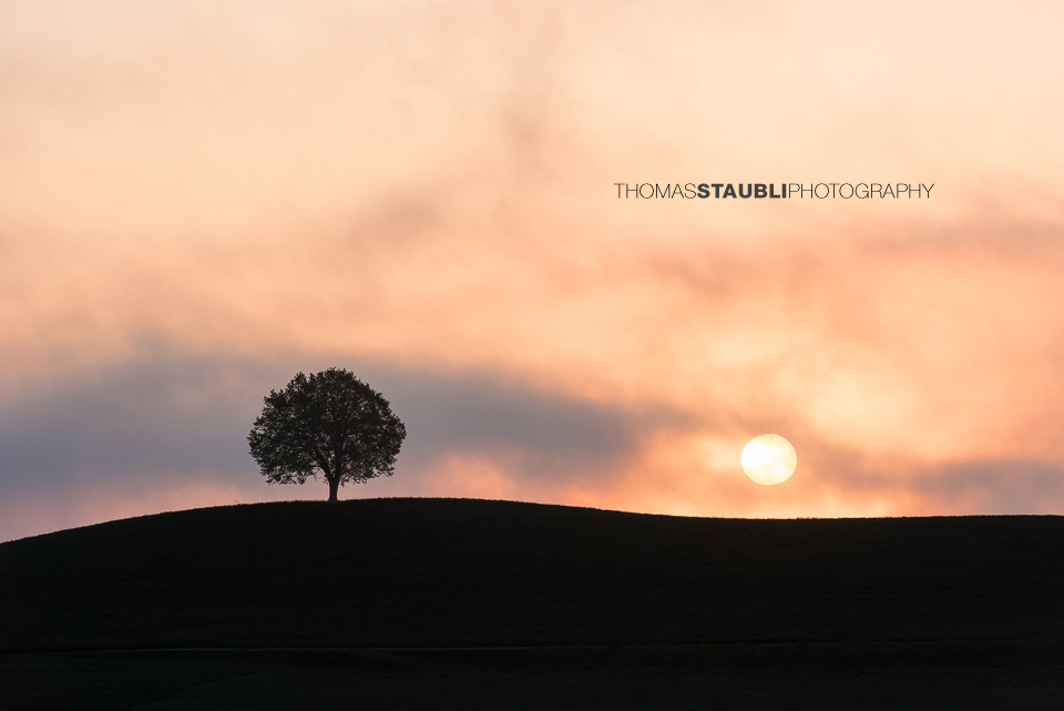 Lindenbaum auf den Hügeln der Region Hirzel