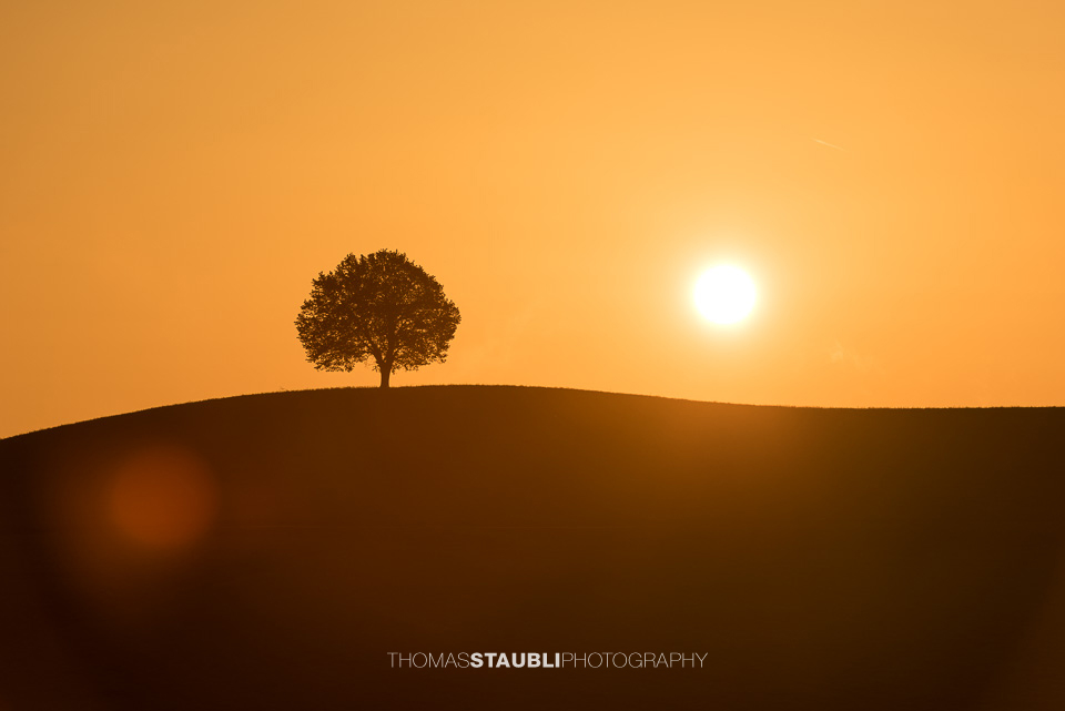 Lindenbaum auf den Hügeln der Region Hirzel