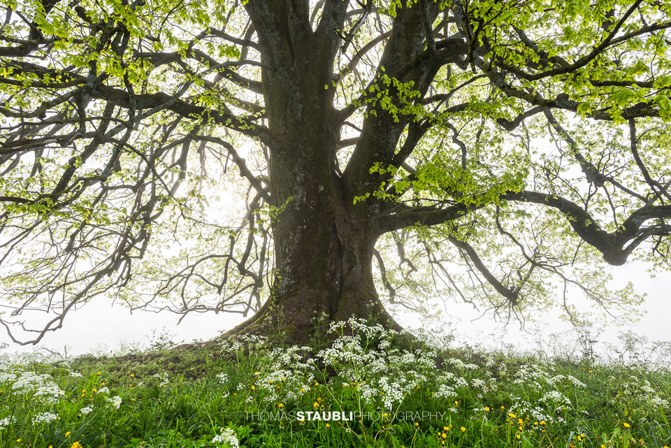 alter Lindenbaum auf dem Hirzel