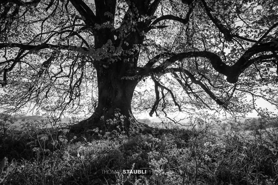 alter Lindenbaum auf dem Hirzel