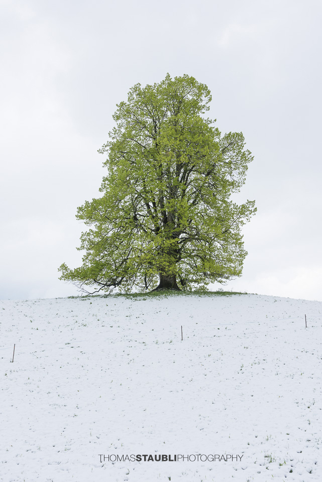 Lindenbaum auf verschneitem Hügel