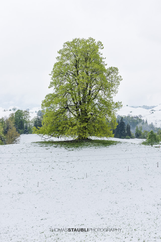 Lindenbaum auf verschneitem Hügel