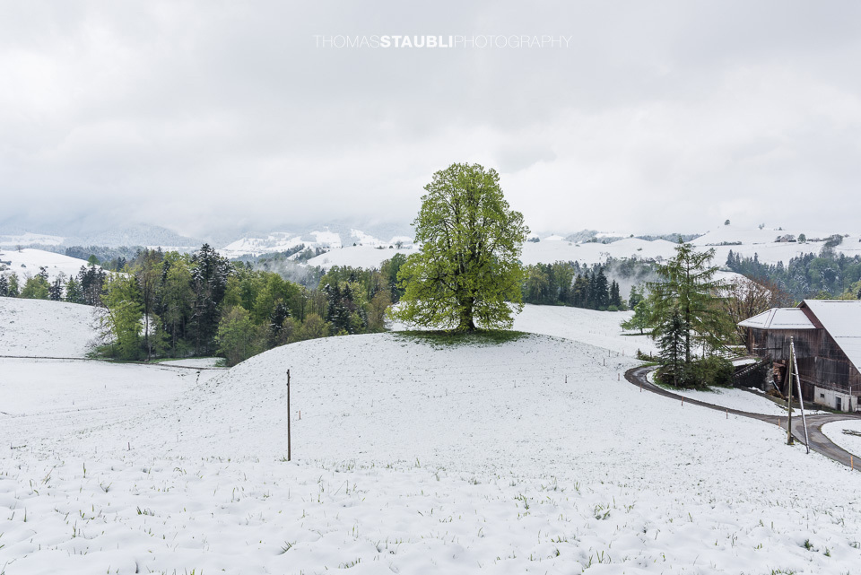 Lindenbaum auf verschneitem Hügel