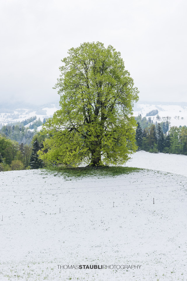 Lindenbaum auf verschneitem Hügel