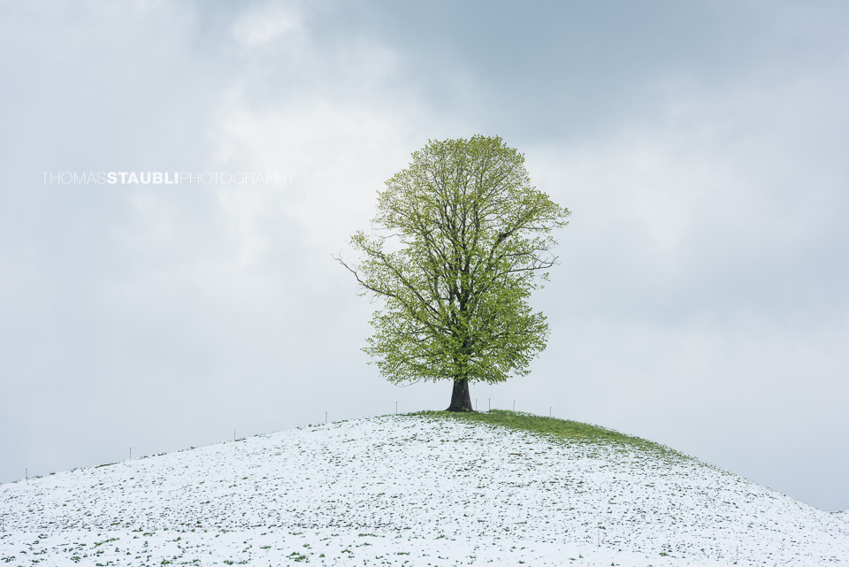 Lindenbaum auf verschneitem Hügel