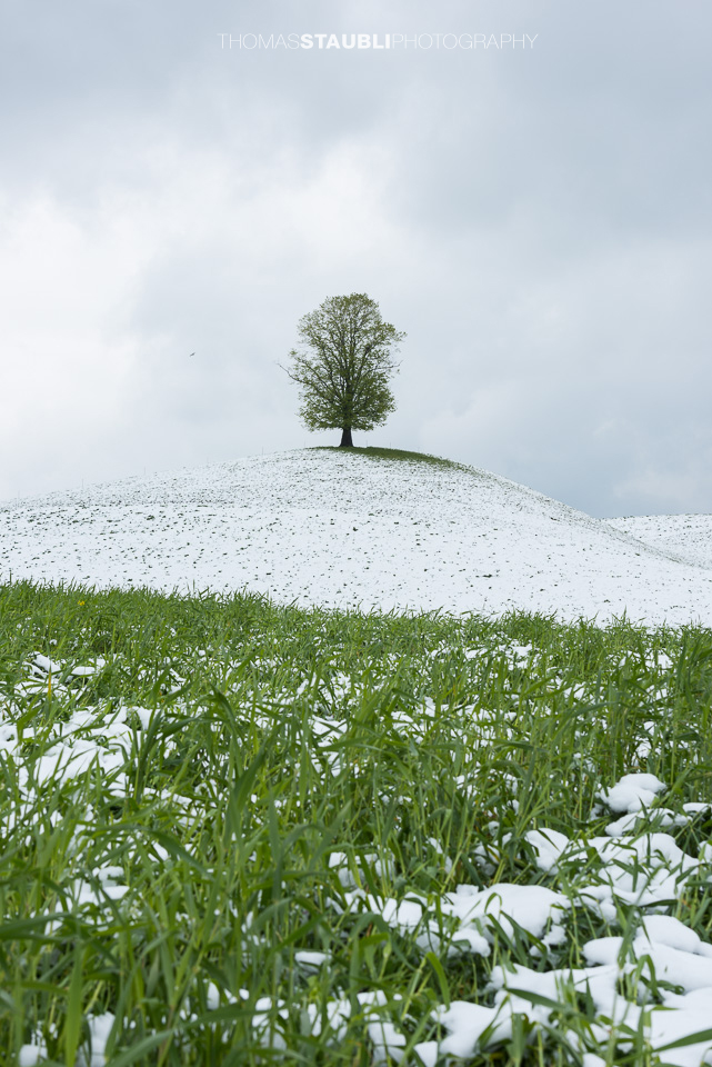 Lindenbaum auf verschneitem Hügel
