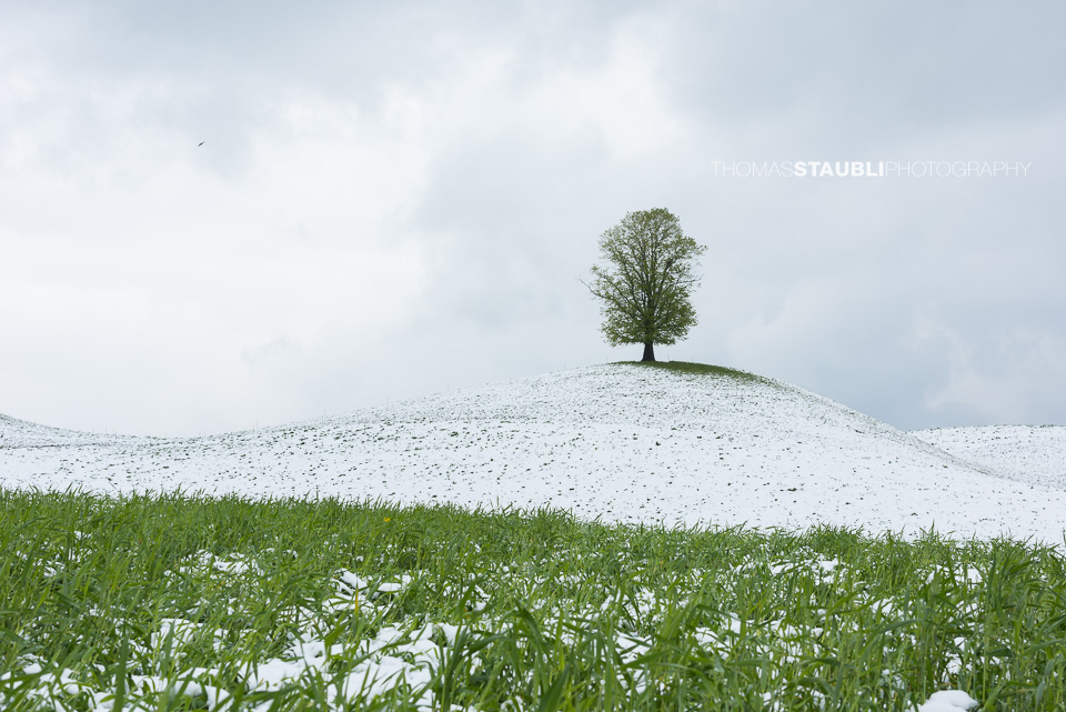 Lindenbaum auf verschneitem Hügel