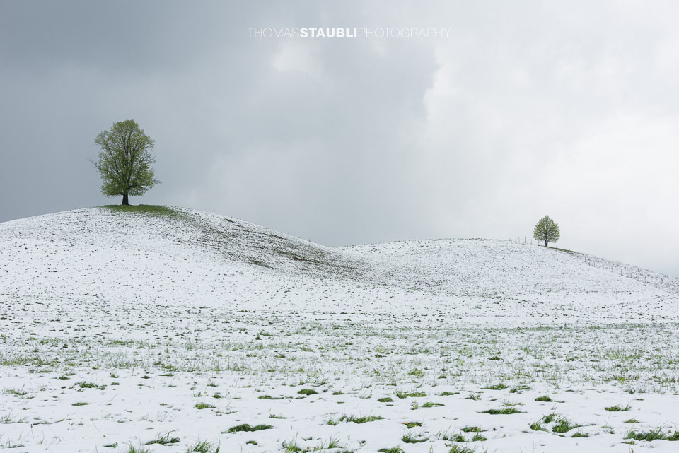 Lindenbaum auf verschneitem Hügel