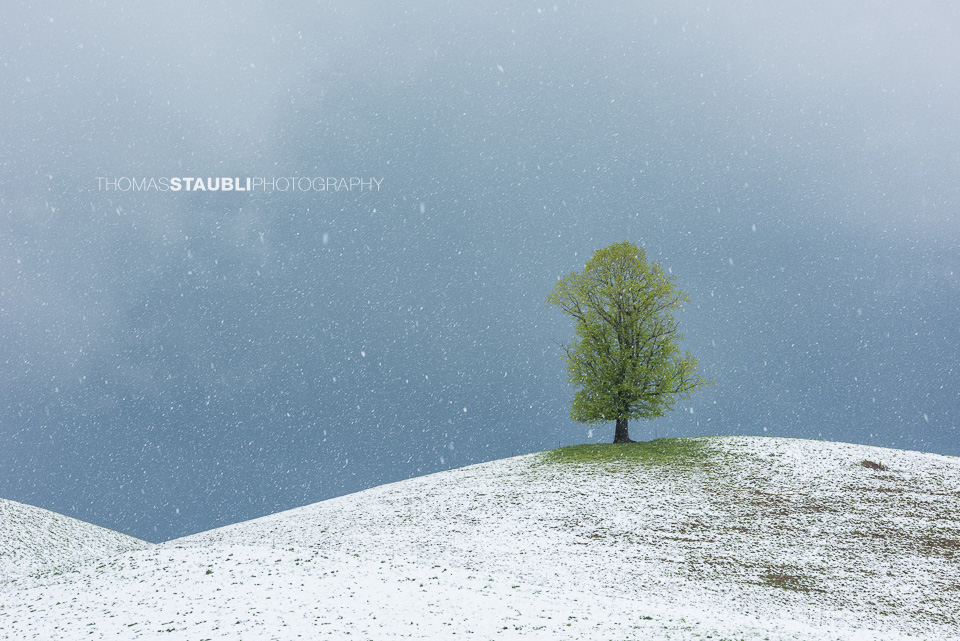 Lindenbaum auf verschneitem Hügel