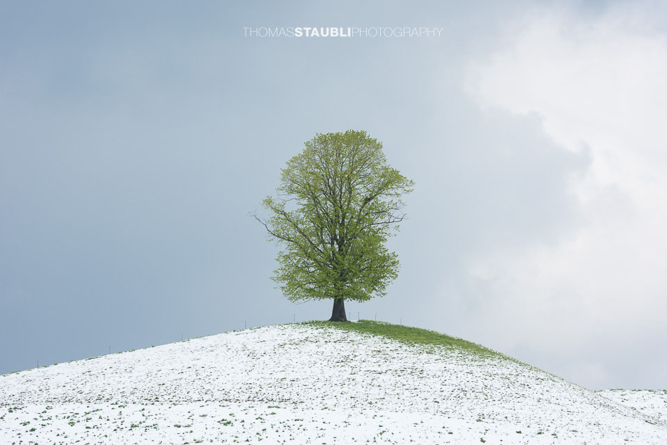 Lindenbaum auf verschneitem Hügel