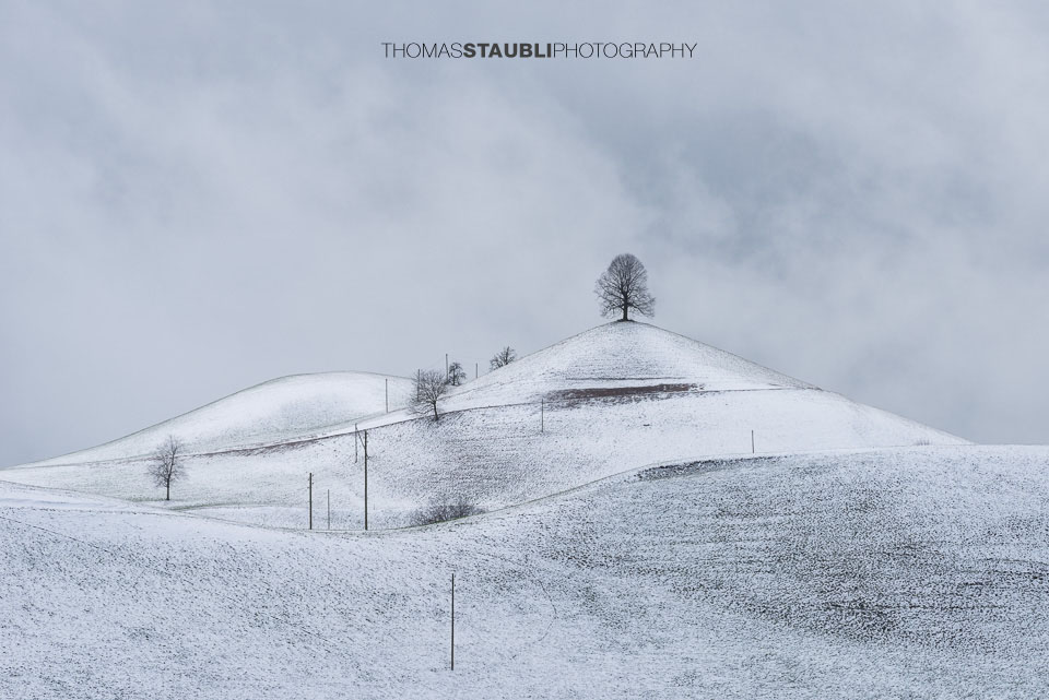 Lindenbaum auf verschneitem Hügel