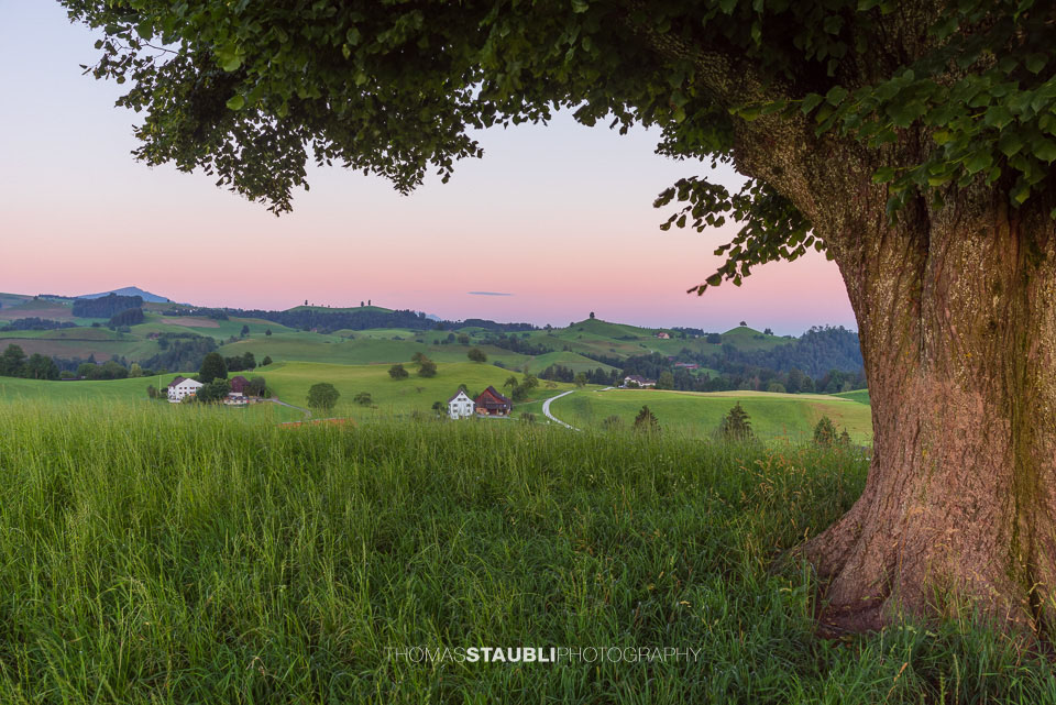 Lindenbaum auf dem Hirzel