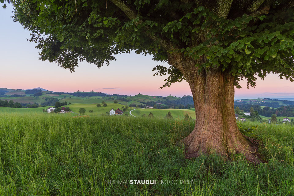 Lindenbaum auf dem Hirzel