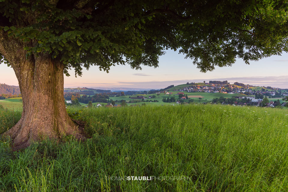 Lindenbaum auf dem Hirzel