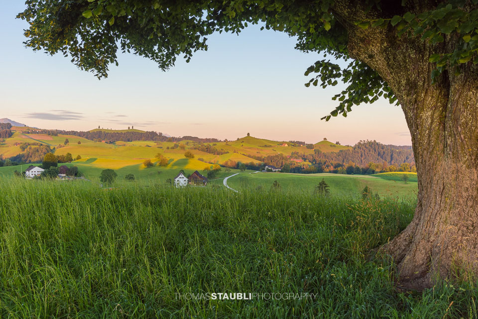 Lindenbaum auf dem Hirzel