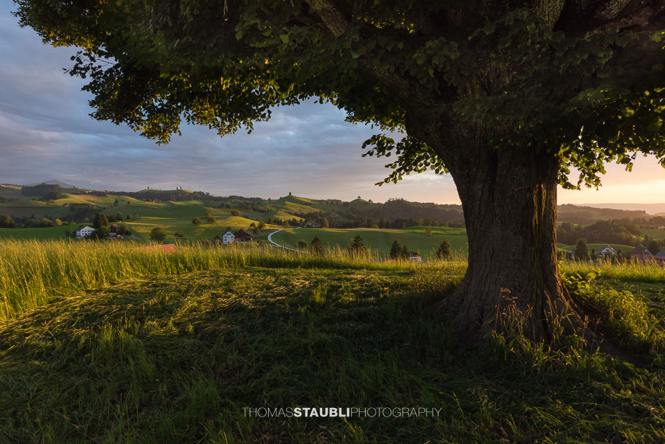 Lindenbaum auf den Hügeln in der Region Hirzel-Menzingen