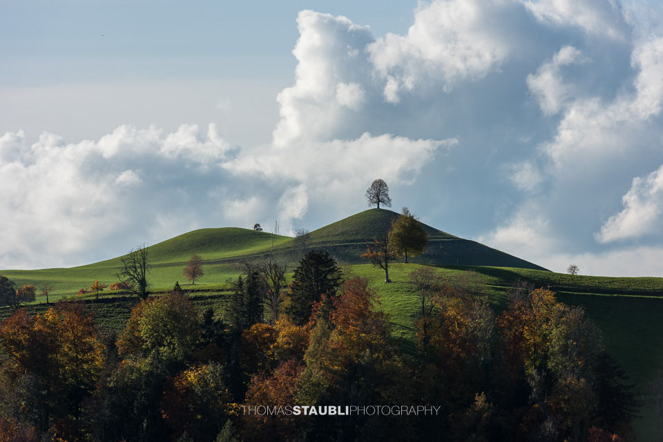 Lindenbaum auf Hügel in der Region Hirzel und Menzingen