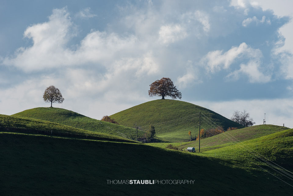Lindenbaum auf Hügel in der Region Hirzel und Menzingen