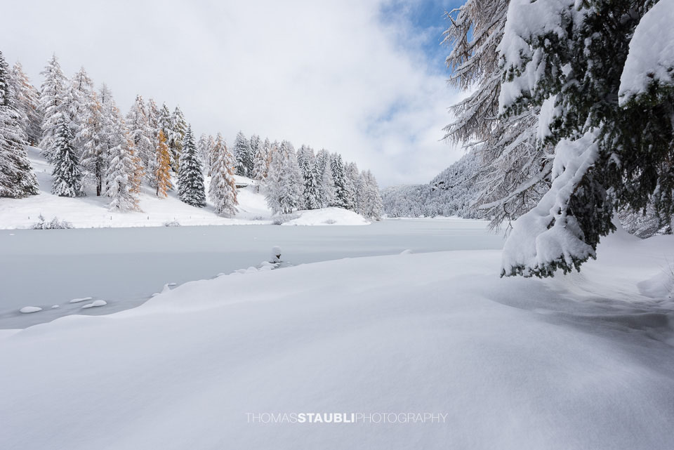 Schnee überzogener Uferbereich des Lai da Palpuogna mit ruhiger Wasserfläche, Bäumen und frischem Pulverschnee im Vordergrund.