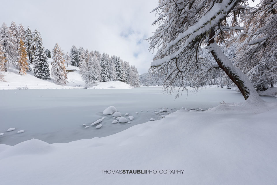 Schnee überzogener Uferbereich des Lai da Palpuogna mit ruhiger Wasserfläche, Bäumen und frischem Pulverschnee im Vordergrund.