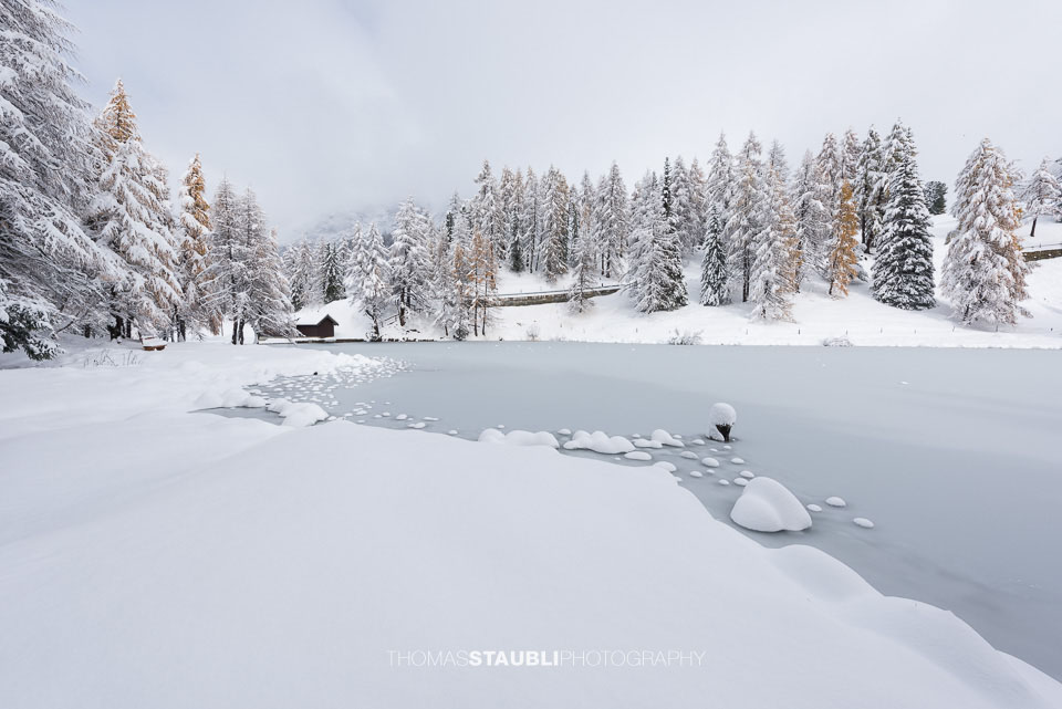 Schnee überzogener Uferbereich des Lai da Palpuogna mit ruhiger Wasserfläche, Bäumen und frischem Pulverschnee im Vordergrund.