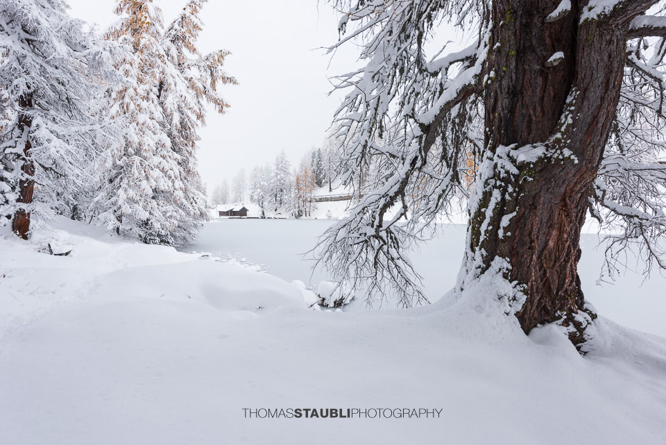 Verschneite Landschaft mit Blick über das gefrorene Ufer und schneebeladene Äste im Vordergrund am Lai da Palpuogna.