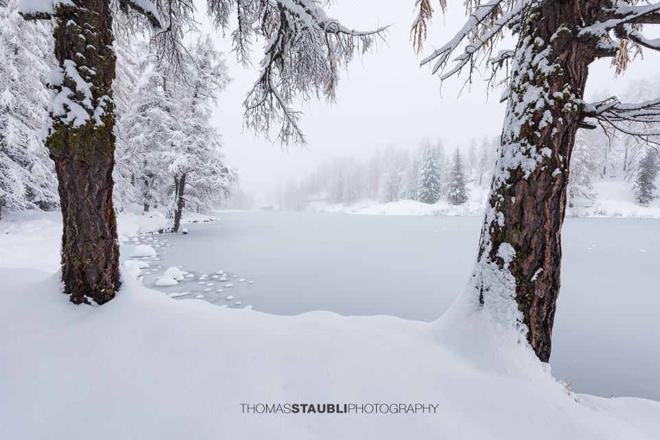 Verschneite Landschaft mit Blick über das gefrorene Ufer und schneebeladene Äste im Vordergrund am Lai da Palpuogna.