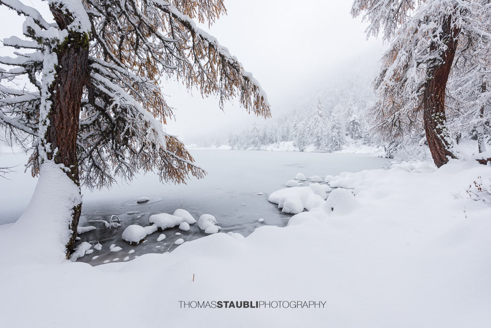 Verschneite Landschaft mit Blick über das gefrorene Ufer und schneebeladene Äste im Vordergrund am Lai da Palpuogna.