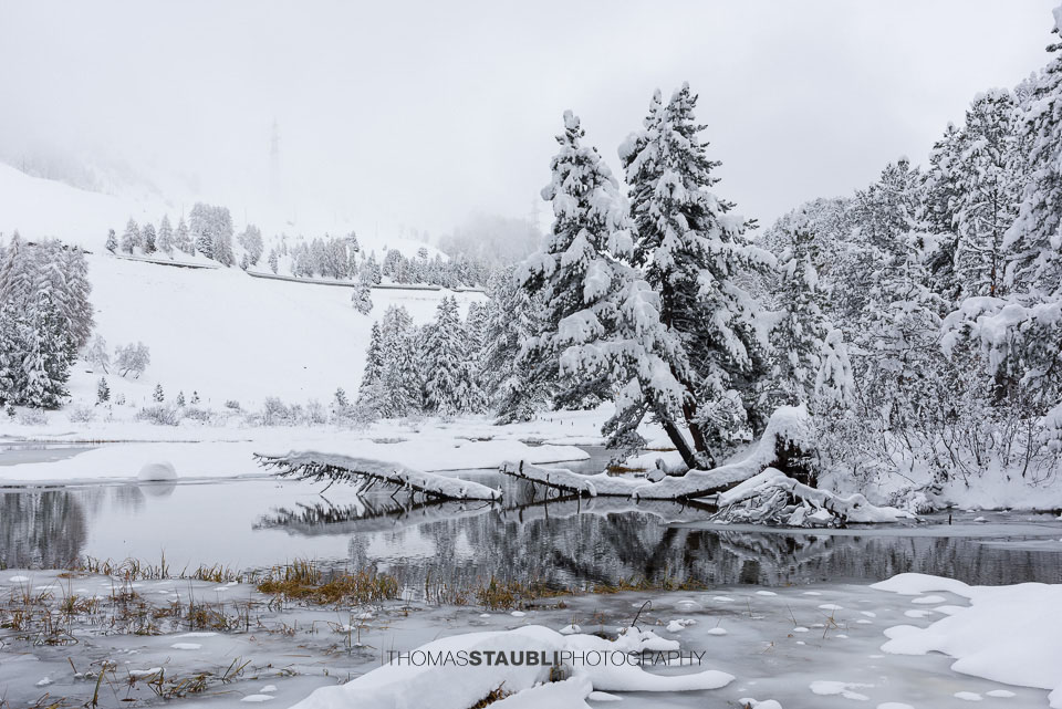 Umgestürzte Bäume am gefrorenen Bachlauf inmitten tief verschneiter Winterlandschaft im Albulatal.