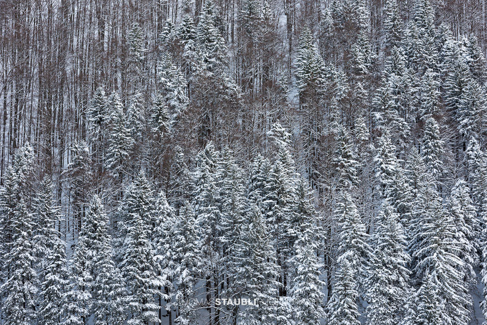 verschneite Tannen im Alpstein