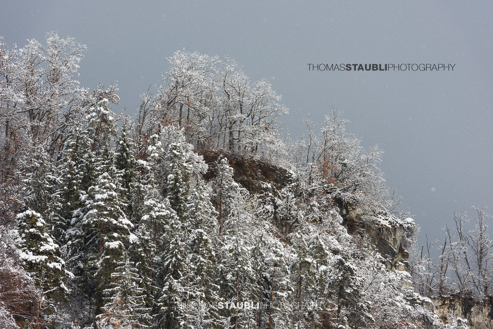 schneebedeckte Bäume
