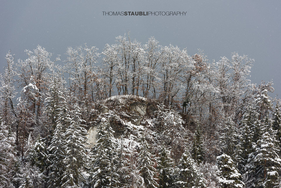 schneebedeckte Bäume