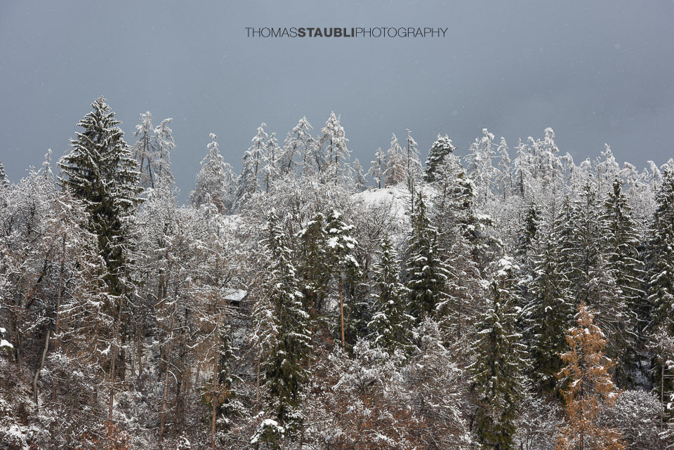 schneebedeckte Tannen