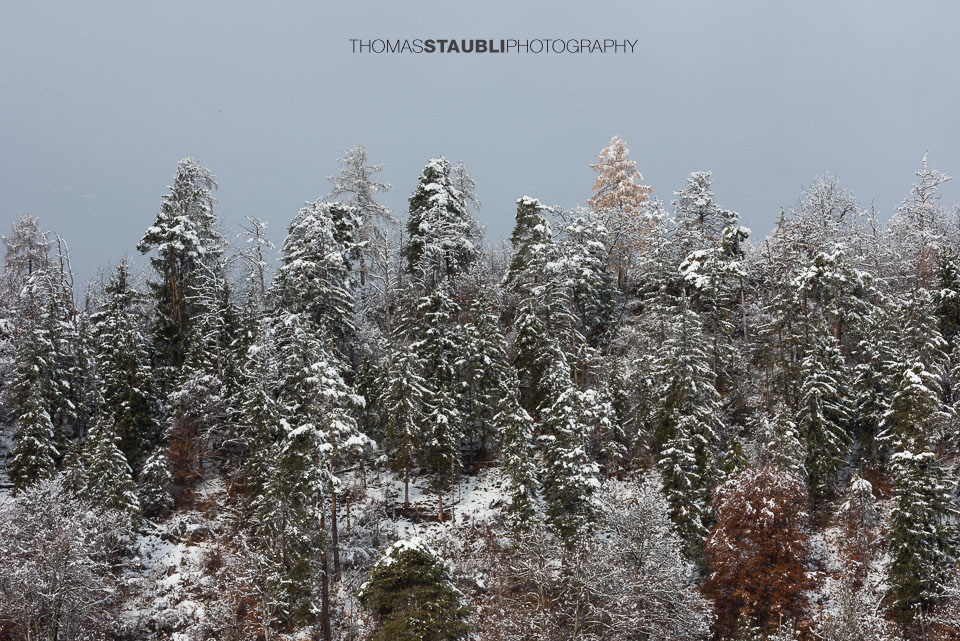 schneebedeckte Tannen