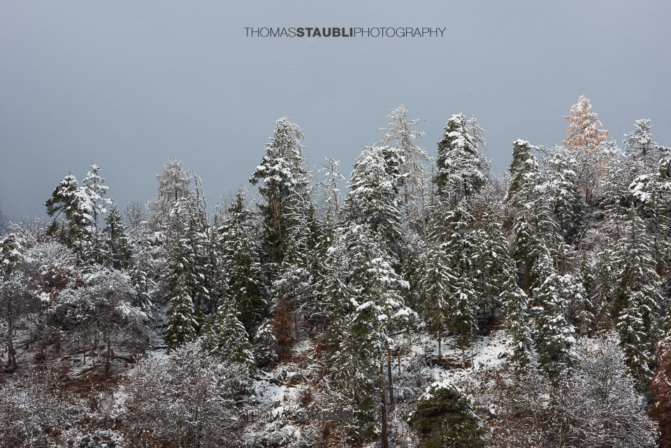 schneebedeckte Tannen