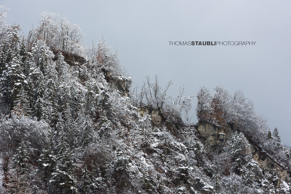 schneebedeckte Tannen