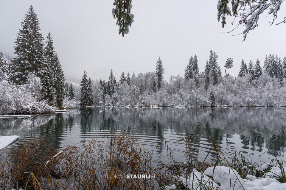 verschneite Bäme am Crestasee