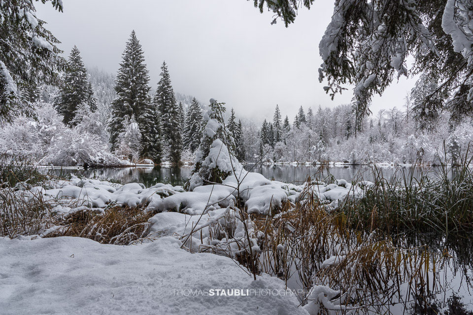 verschneite Bäme am Crestasee
