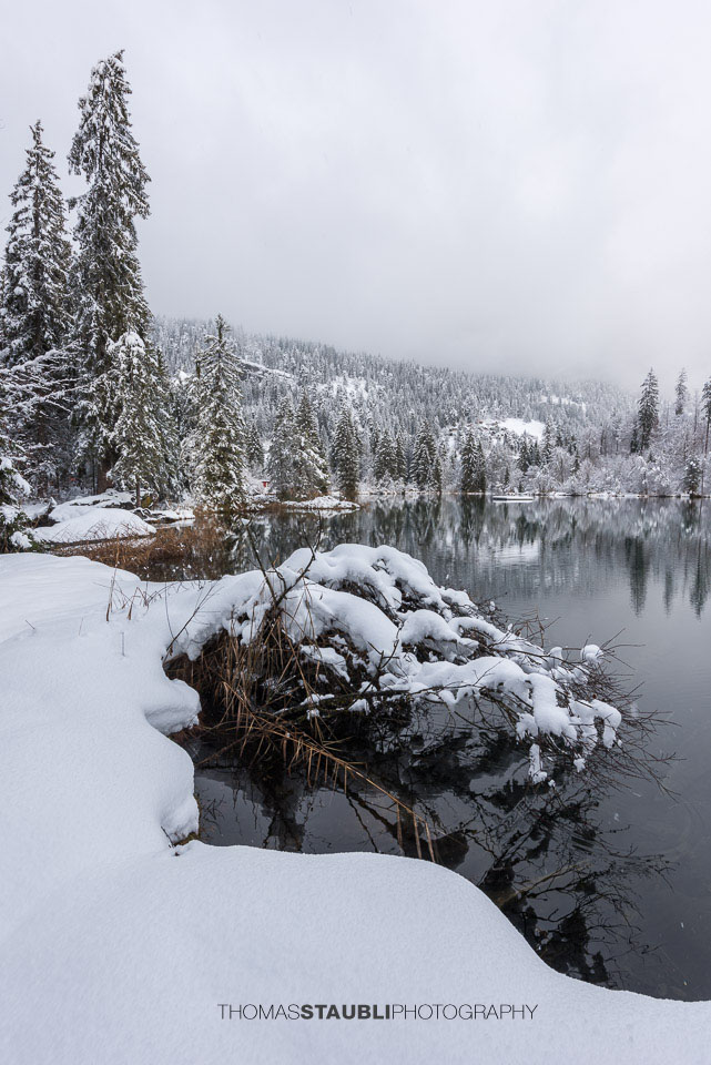 verschneite Bäme am Crestasee